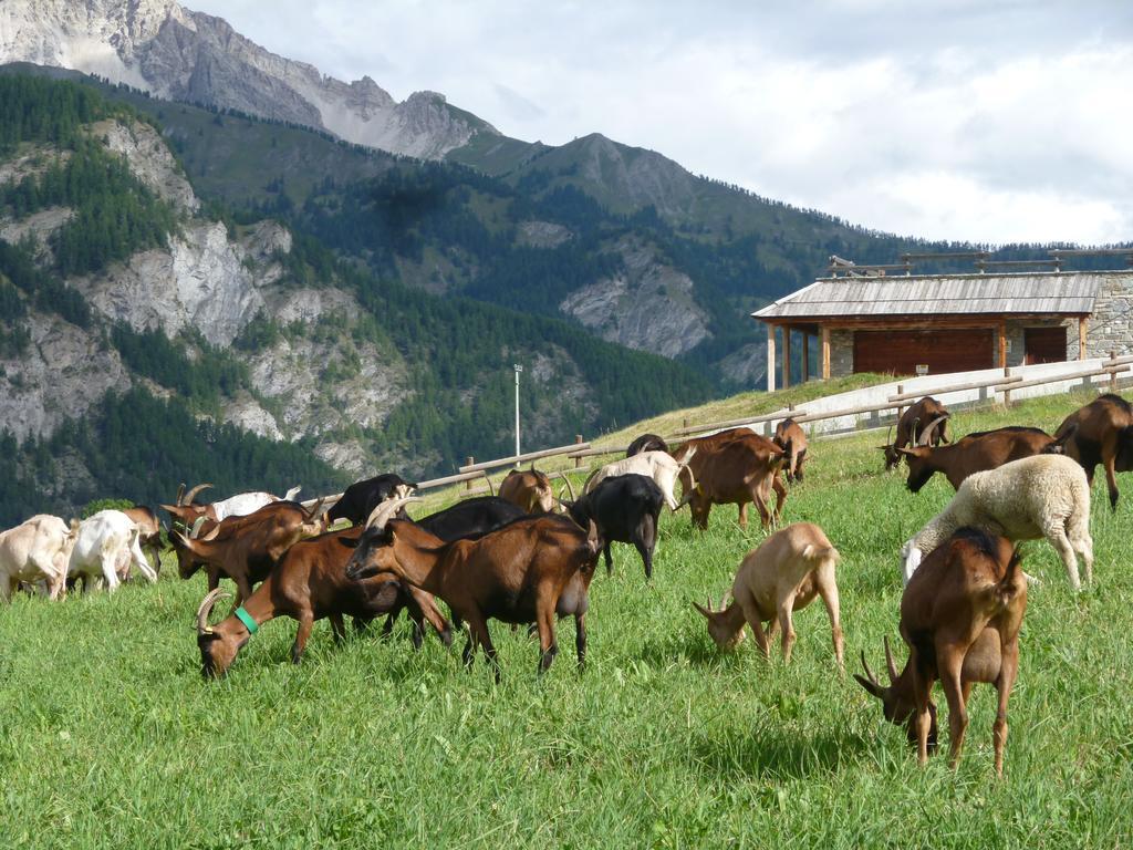 Agriturismo Barba Gust Чезана Торинезе Екстериор снимка