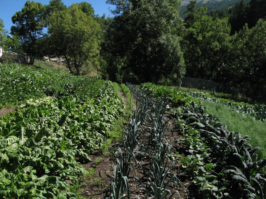 Agriturismo Barba Gust Чезана Торинезе Екстериор снимка